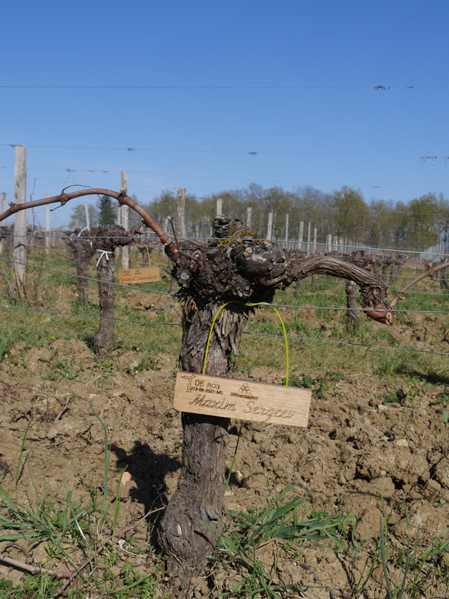 Виноградник на урожай